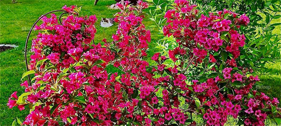 These beautiful red flower bushes are in a lovely garden in rural “Lower Bavaria”, Germany next to other colorful plants, trees and flowers. 2024. Hypnotic Productions
