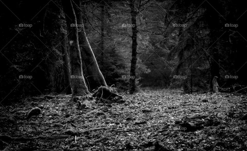 DARK Forest