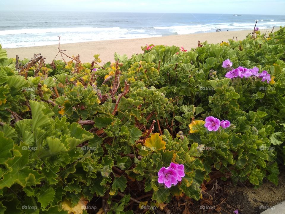 flowers & beach