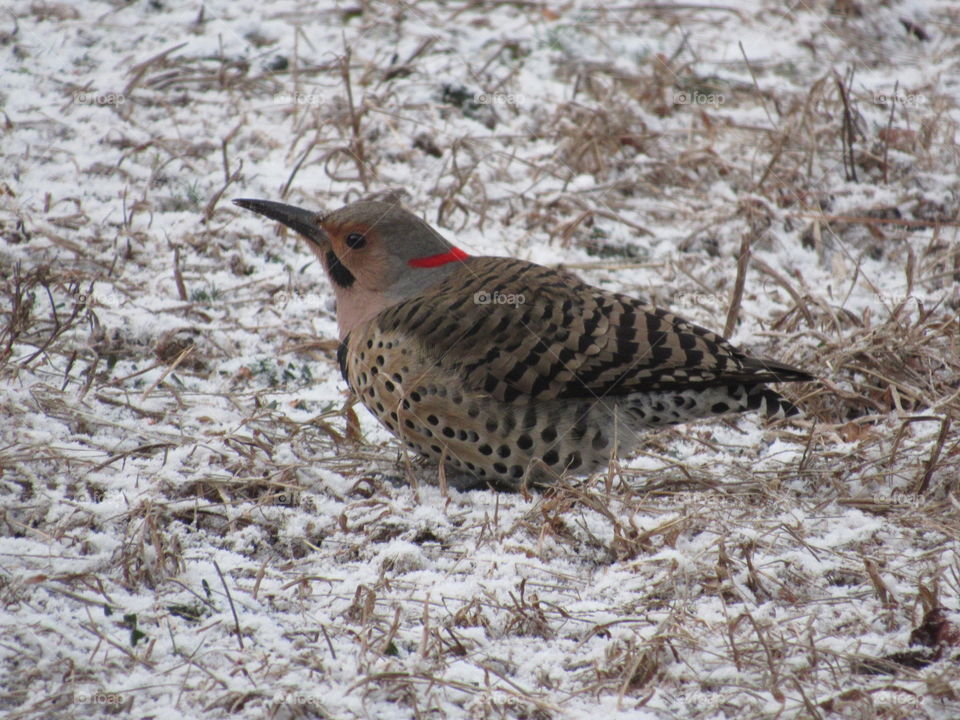 Flicker in the snow