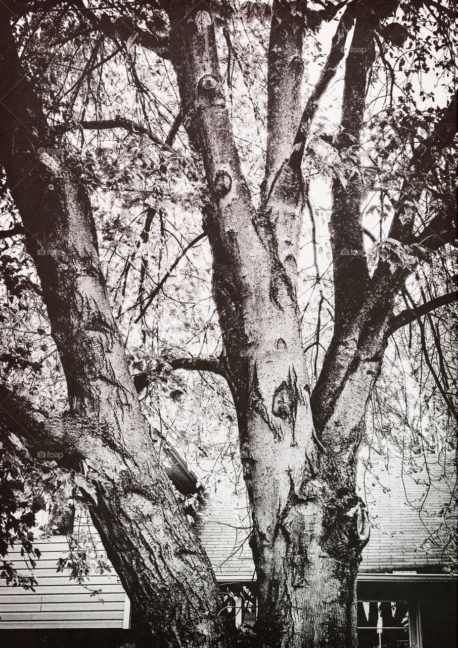 Tree in a low angle view