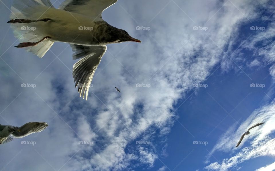 Seagulls, Seattle, WA