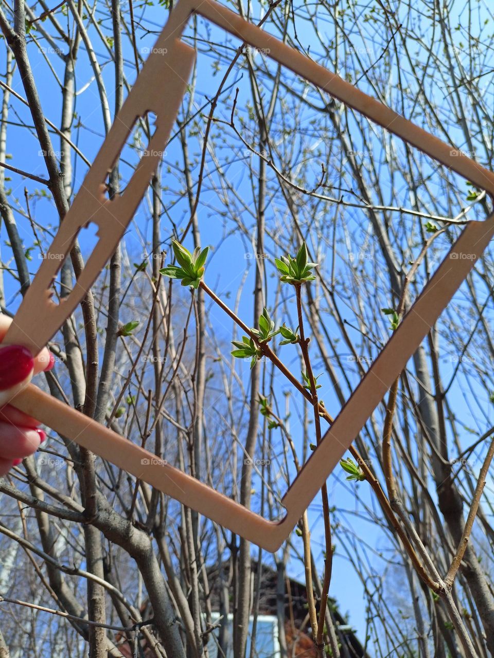 spring, May, first leaves, framed photo, trees, branch with leaves, green leaves, blue sky,