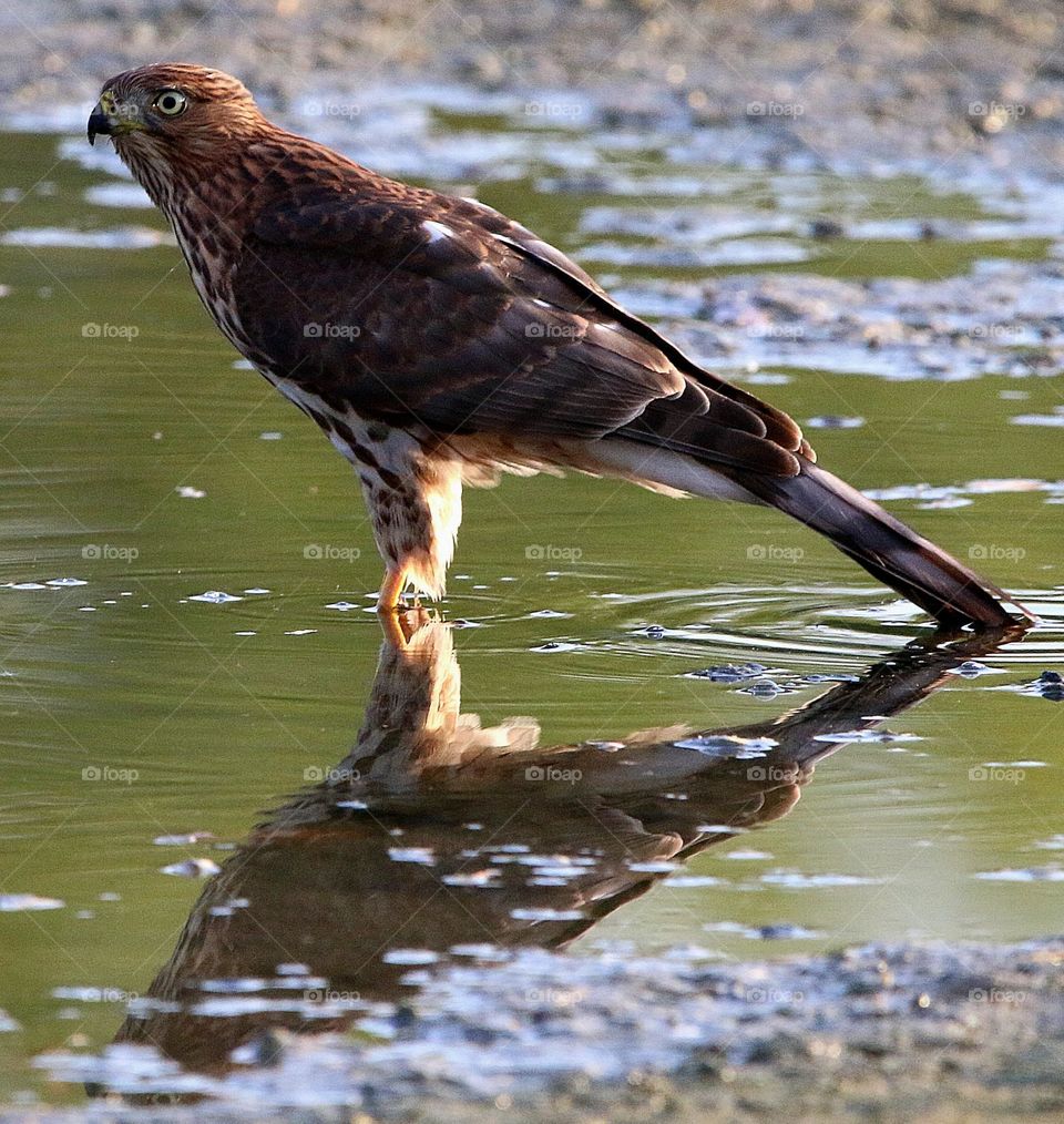 Hawk Standing in the Water