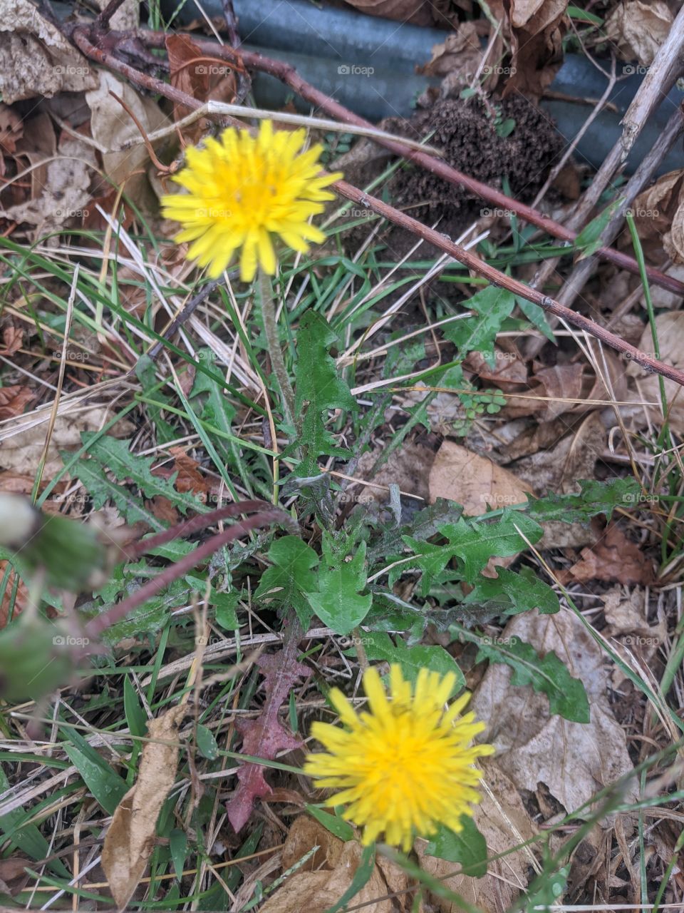 Beautiful yellow flowers🥰🥰🥰 It's always wonderful to see the beautiful colours that covered all over your bushes 😊