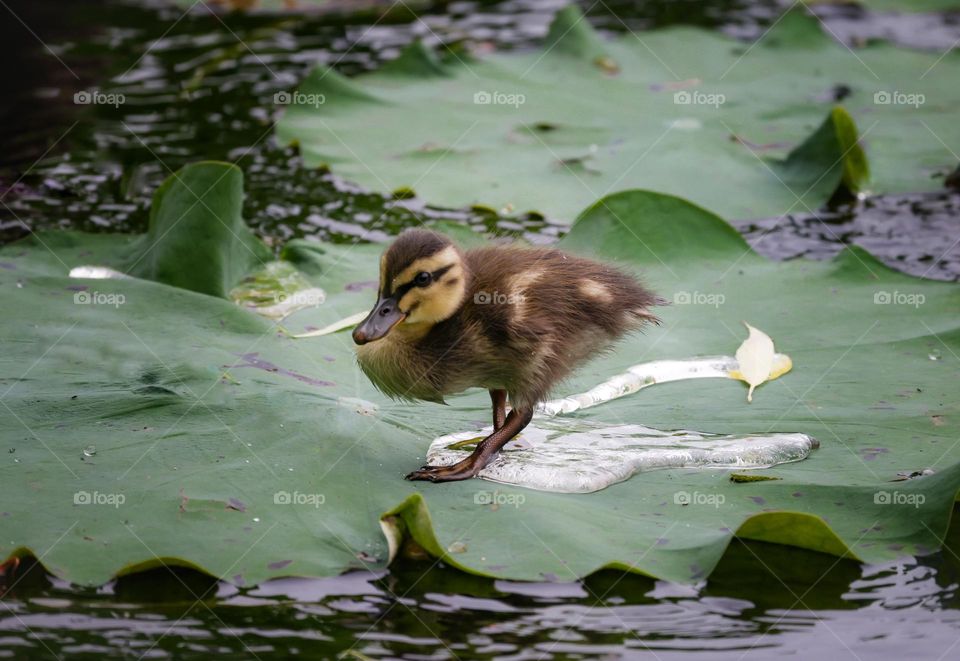 little duck