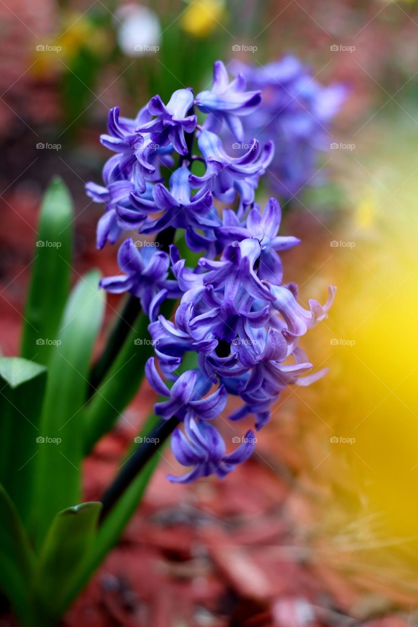 hyacinth