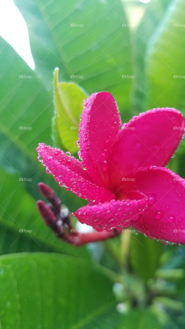 Plumeria