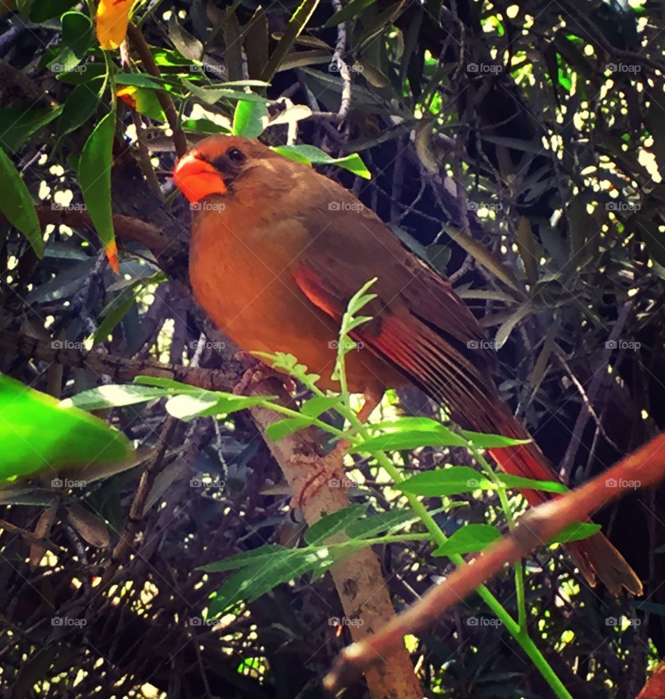 Female cardinal in Tucson, Arizona 