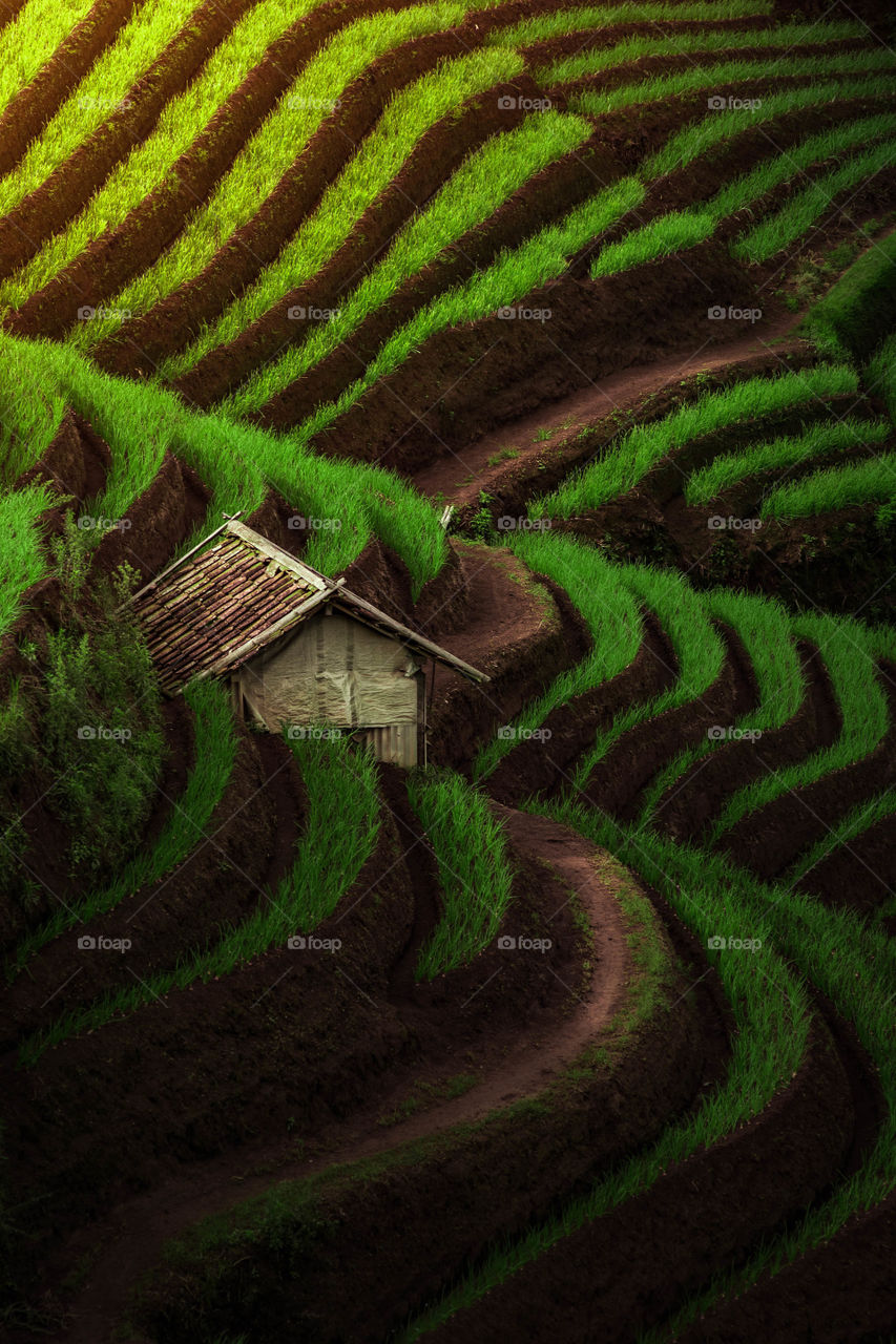 A small house located on Onion Field at Majalengka Indonesia