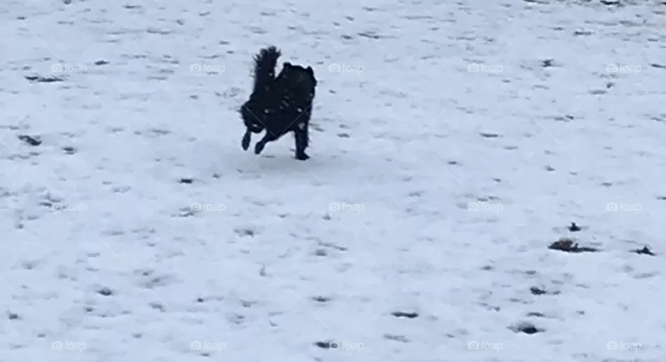 Dog