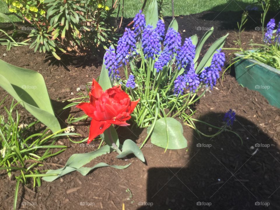 Grape hyacinth and a red tulip in the garden in bloom 
