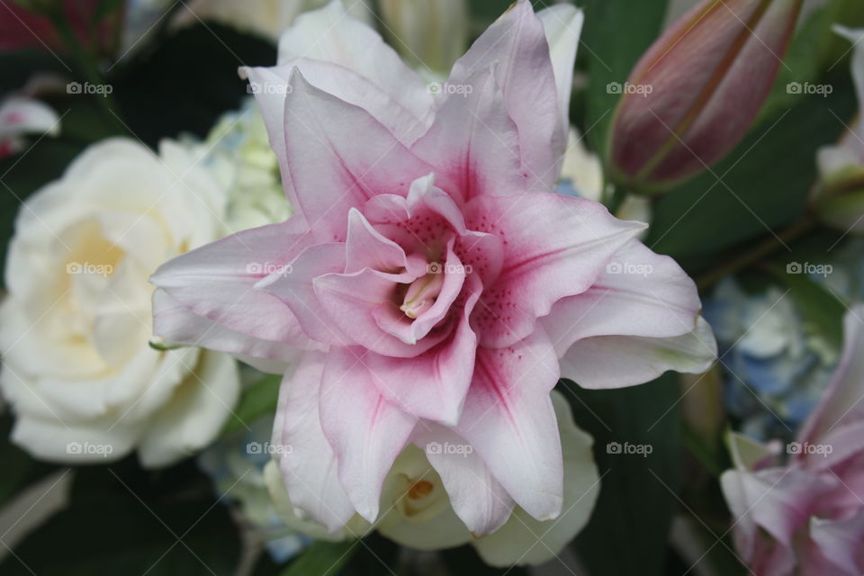 Double Lily (aka Rose Lily) 