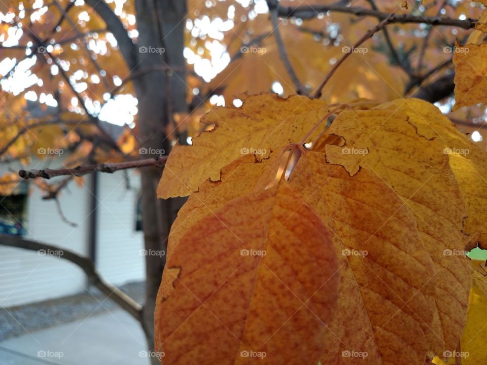 Orange leaves.