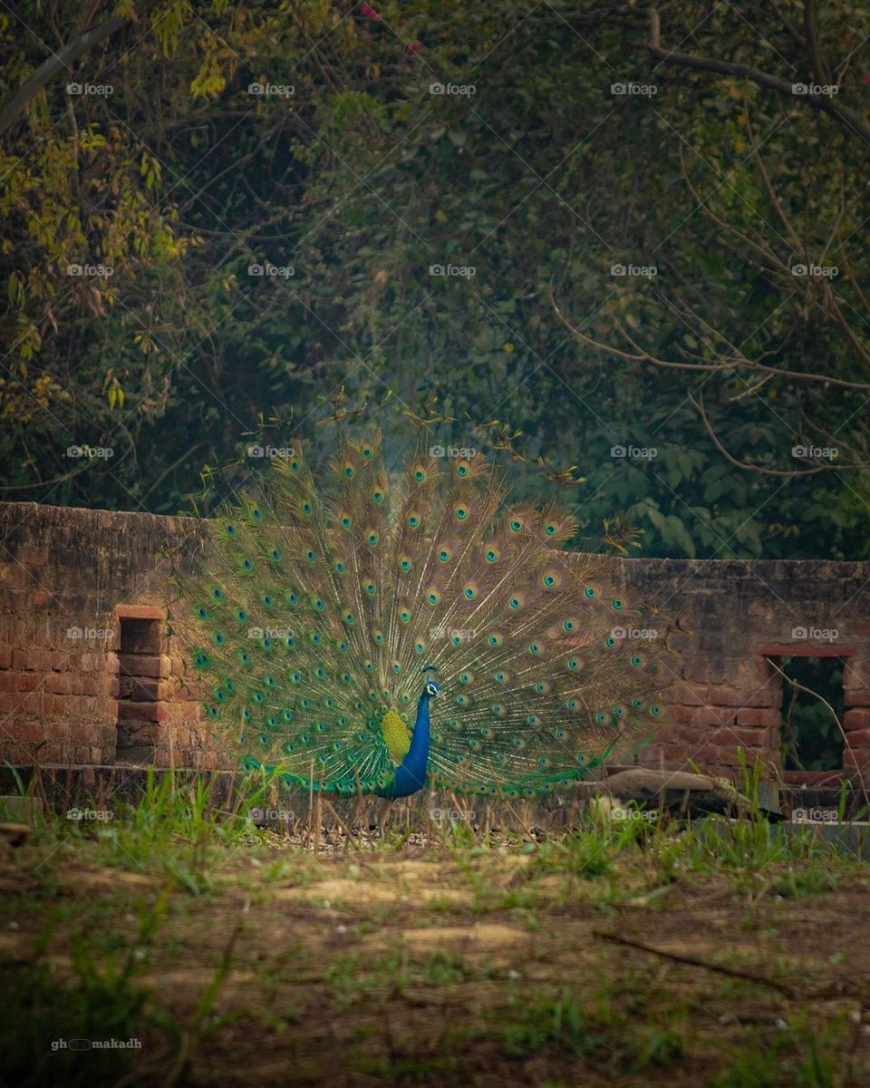 peacock