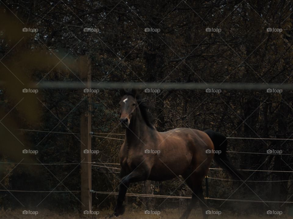 Horse running outside