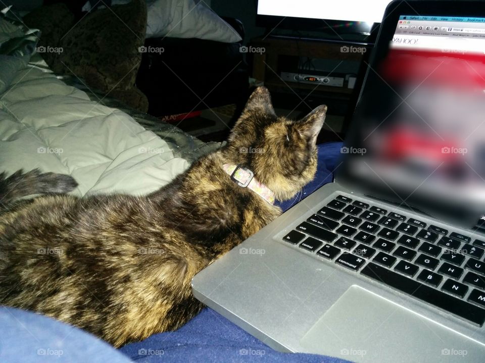 Cat, laptop