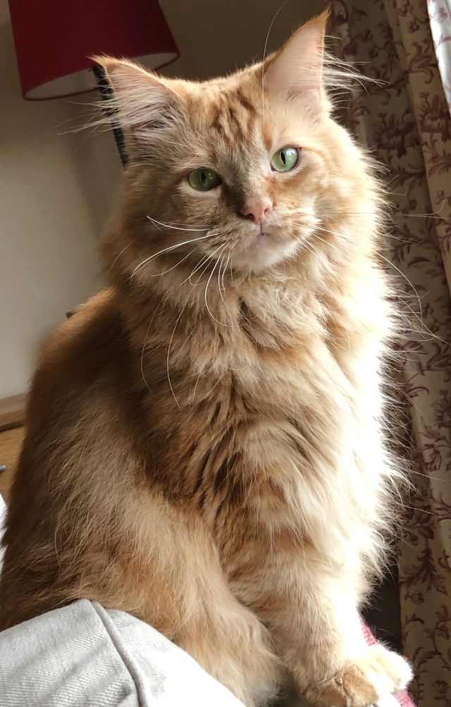 Maine Coon Cat