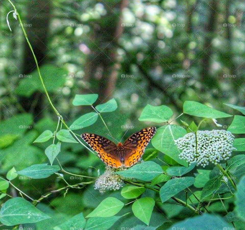 Orange and black butterfly