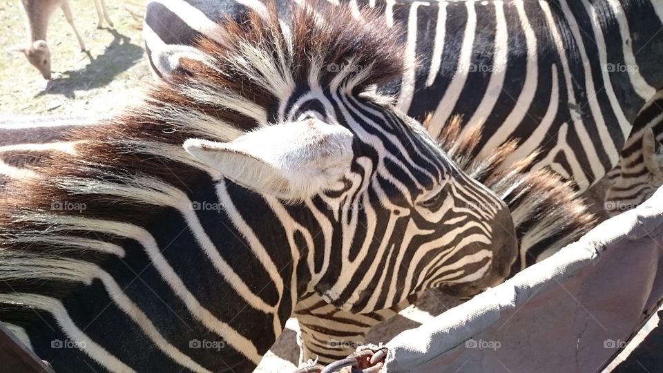 zebra