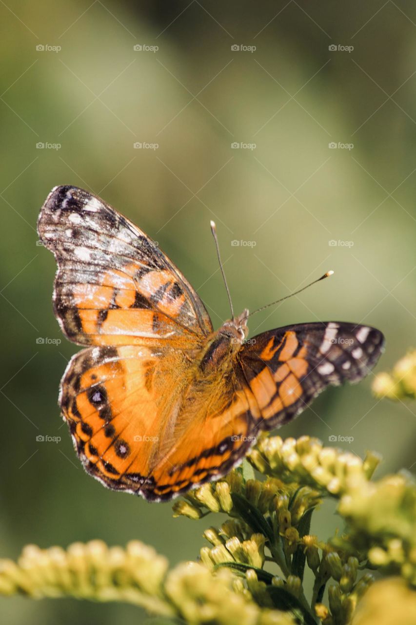 Summertime butterfly 