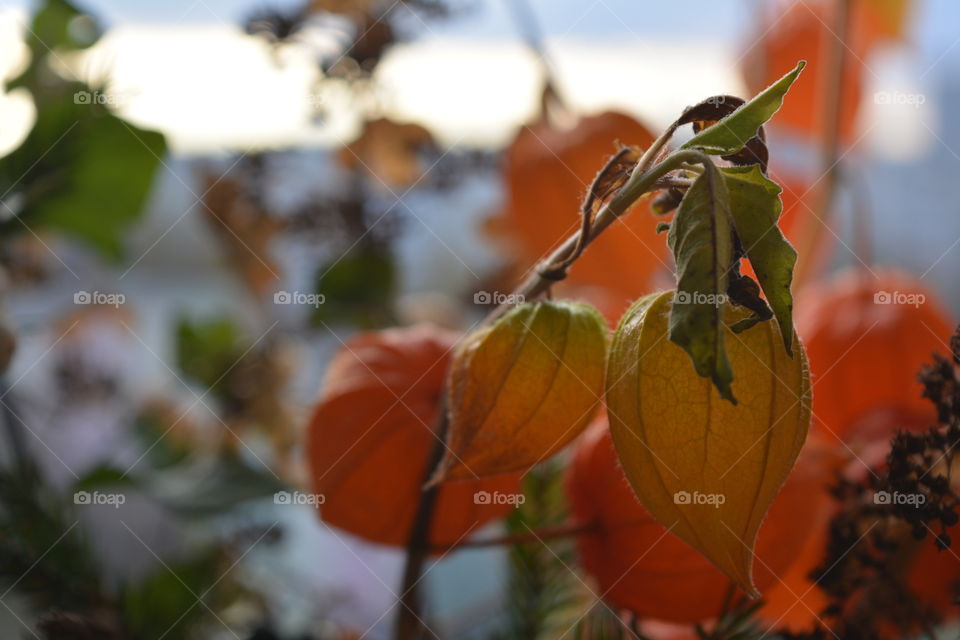 Leaf, Fall, No Person, Nature, Outdoors