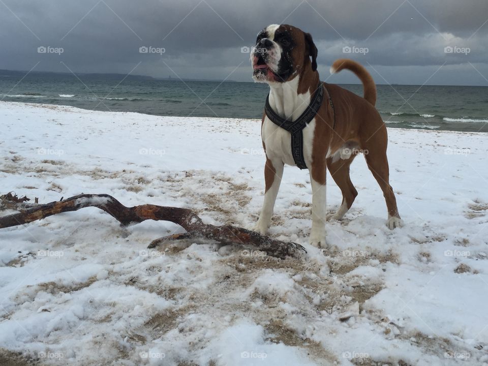 Winter walk with boxer 
