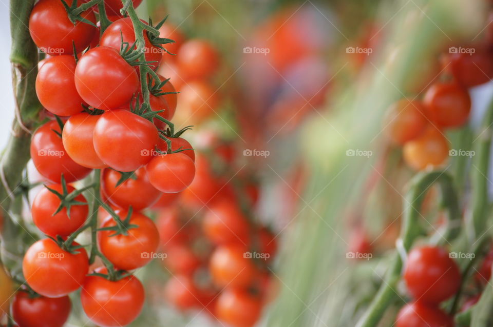 Tomatoes everywere