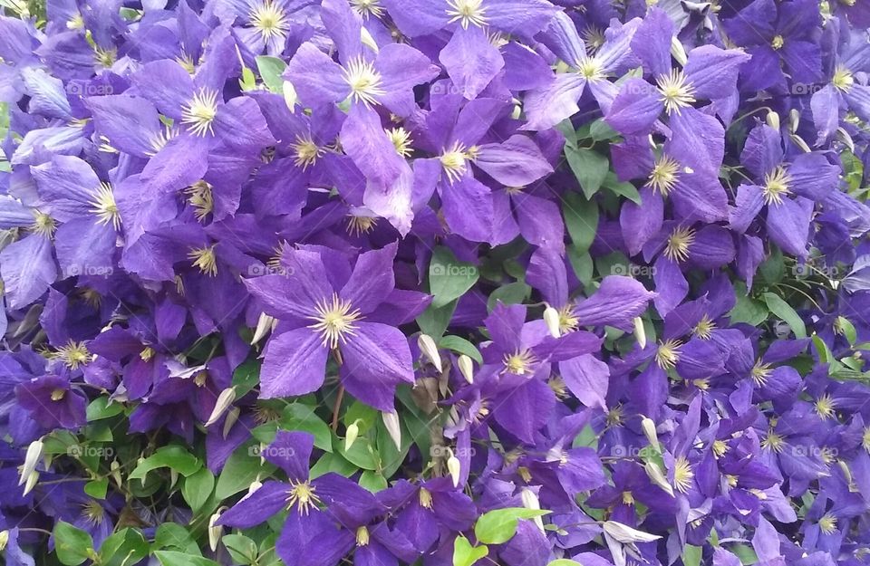 A beautiful purple mess of clematis blossoms, vining and twining in the sun.