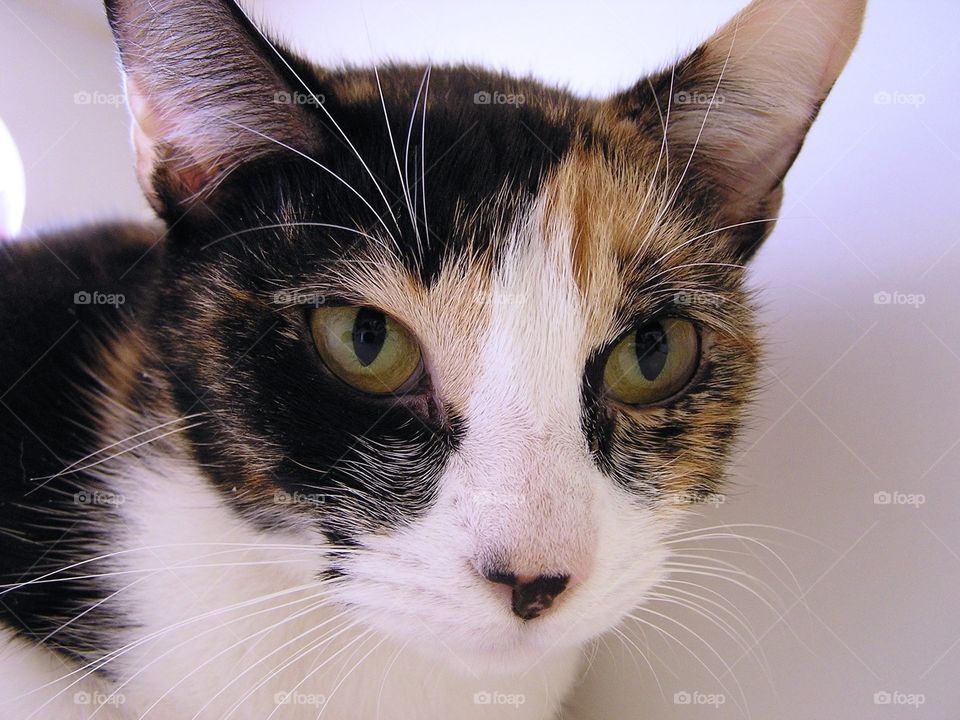 Calico. Shelter cat waiting for adoption