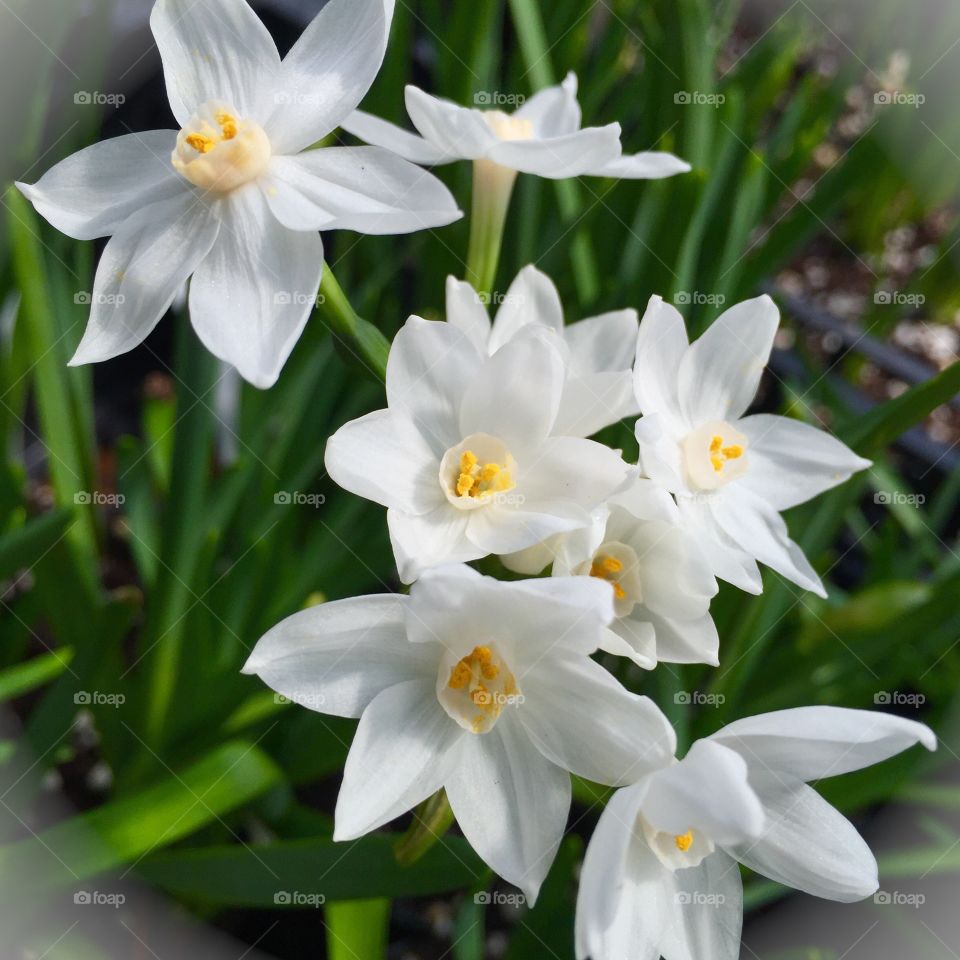 Papewhites. Paperwhites white flowers Spring indoor beautiful centerpiece bouquet 