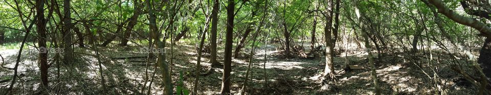 Panoramic photo of the Forest