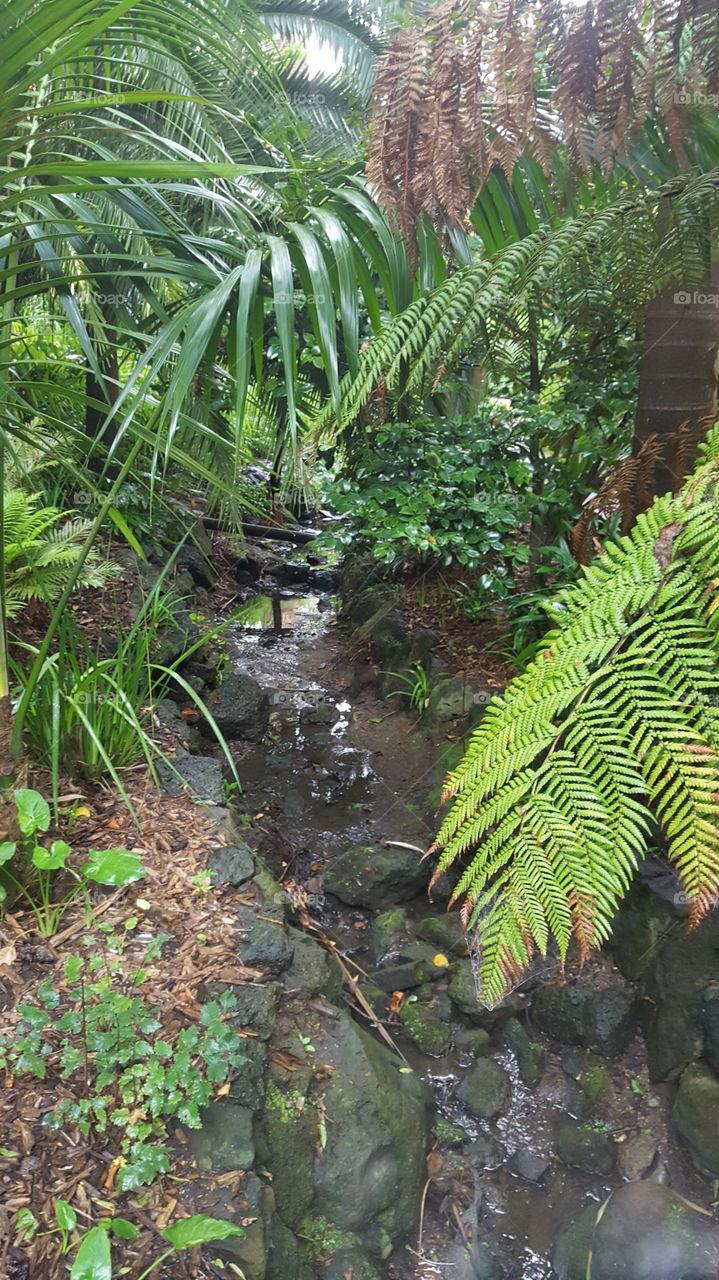 creek ferns