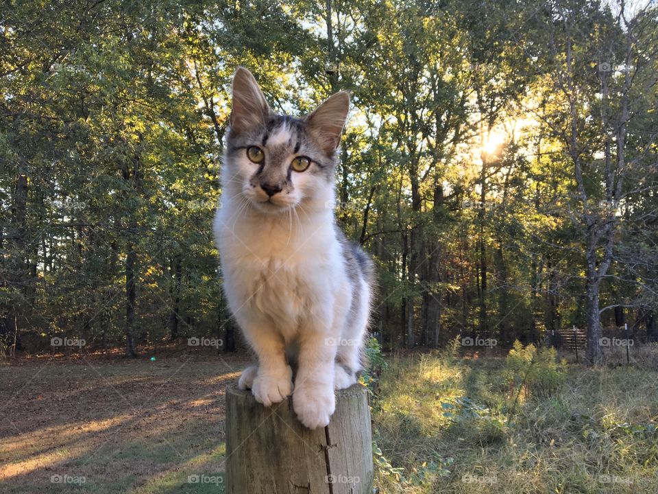 Handsome Cat Sitting on a Fence Post at Sunrise 