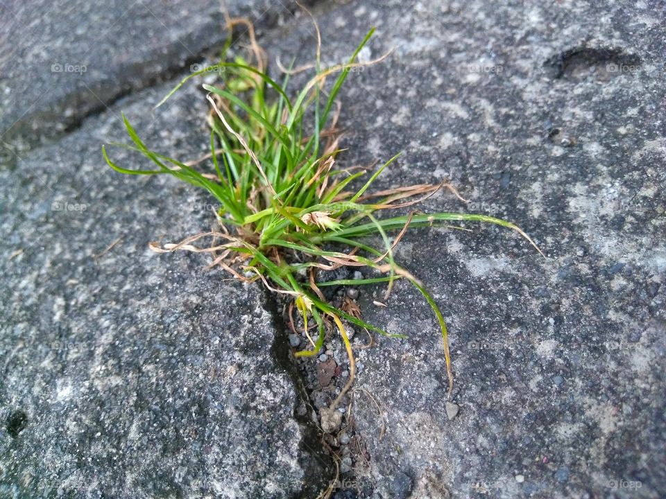 green grass on the park