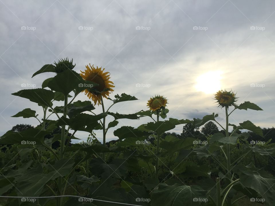 Sunflowers 