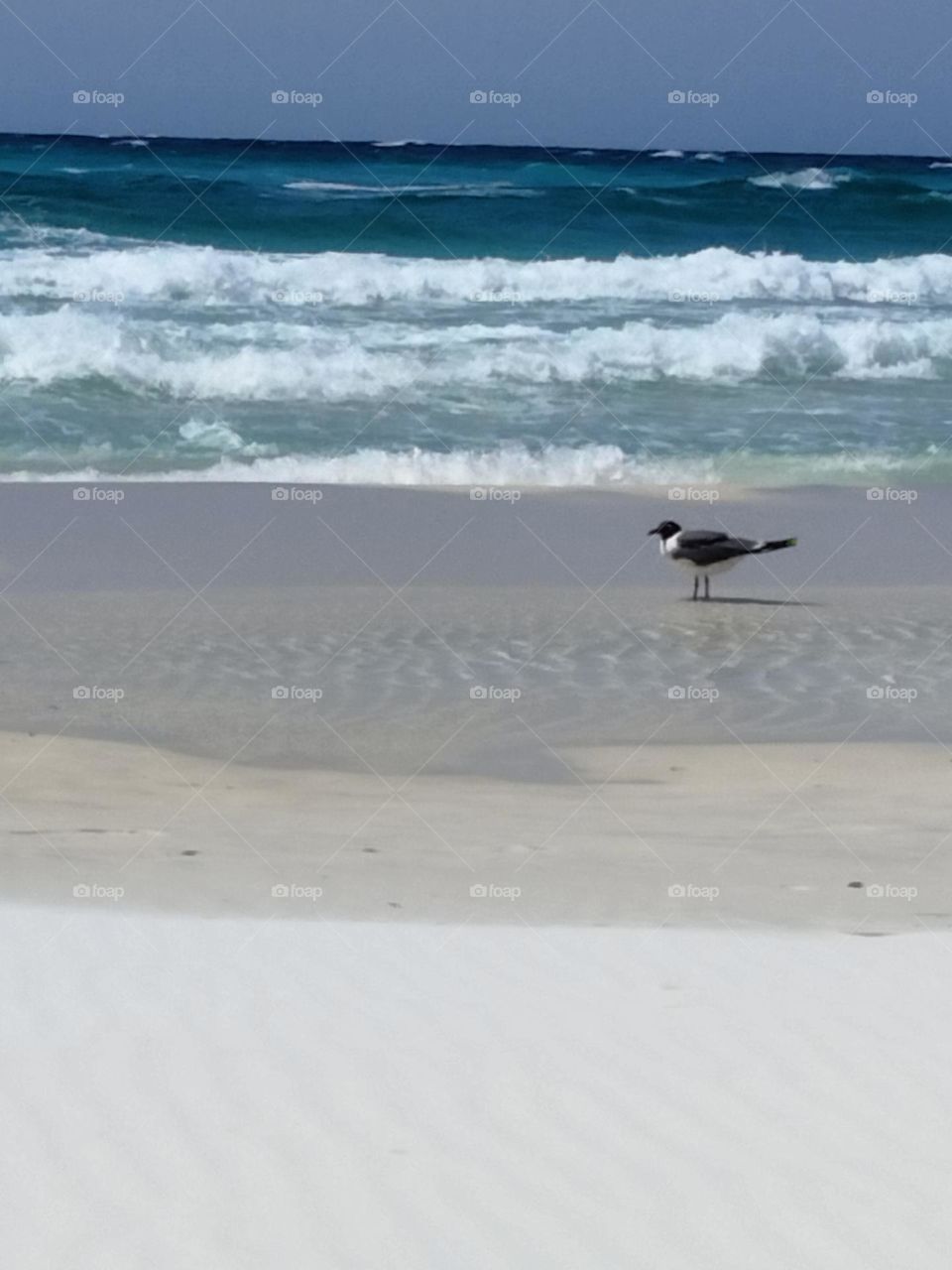 Bird on a beach!