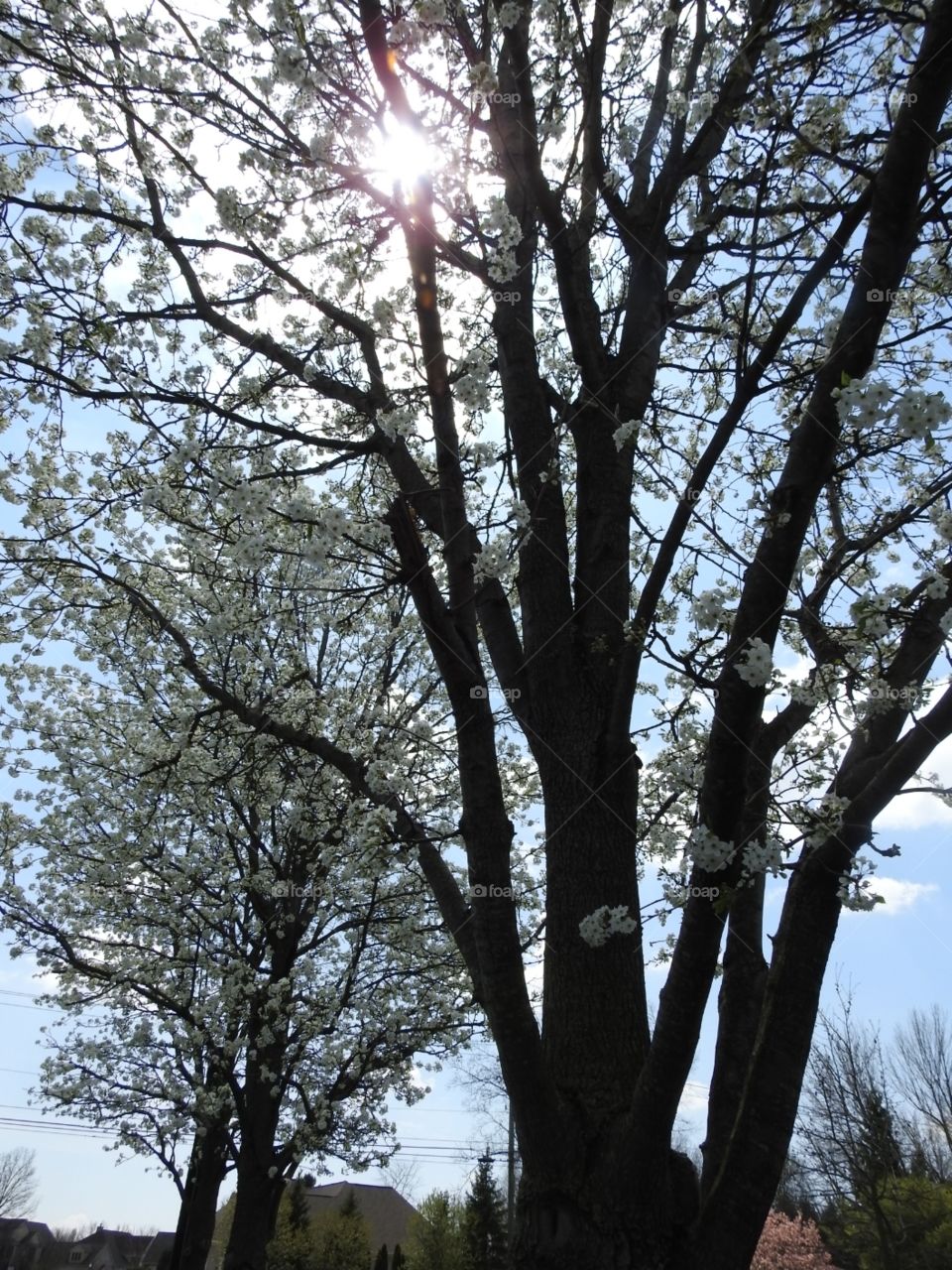 flower trees in the Sun