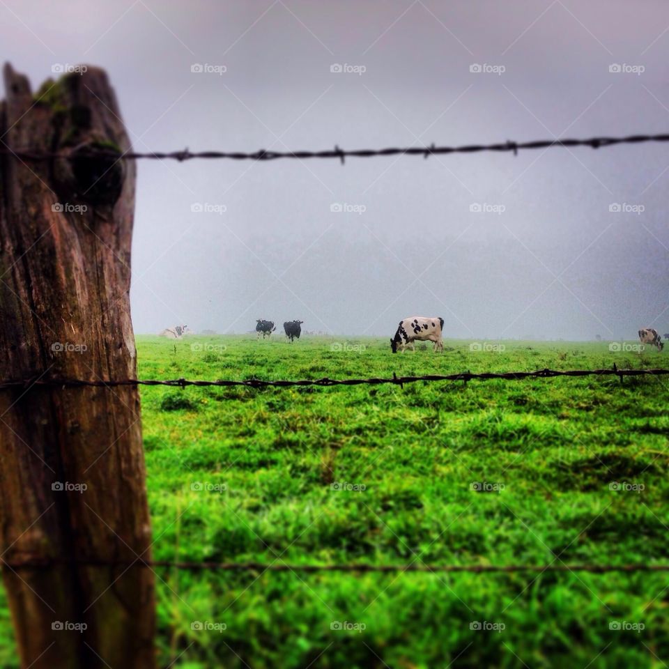 Cows grazing in the fog on a crisp fall morning 