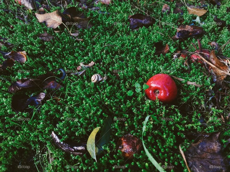 Micro world of bright green grass and red apple in focus. 