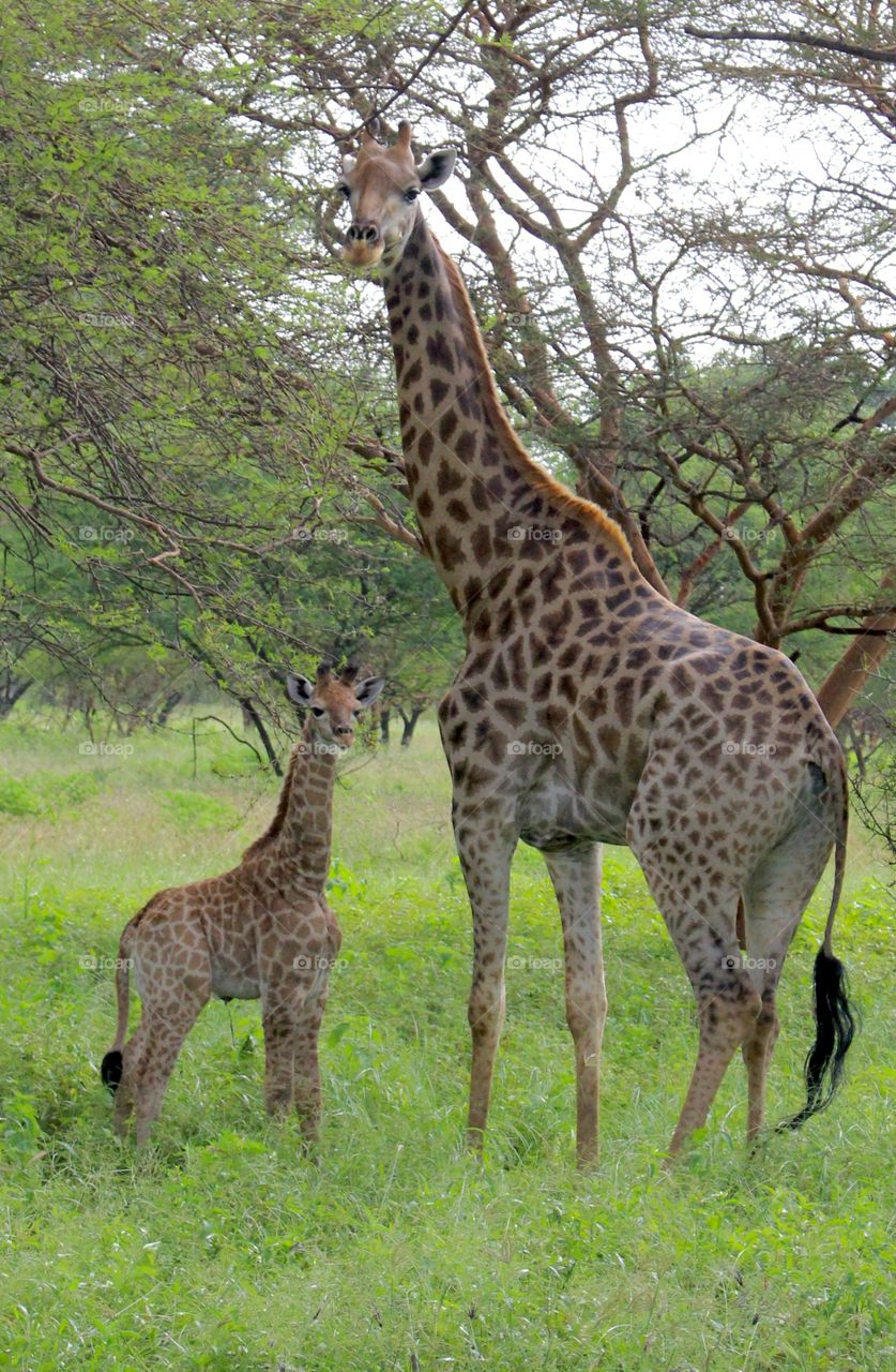 A baby giraffe, barely two weeks old, pauses with an older member of its family to watch us drive by