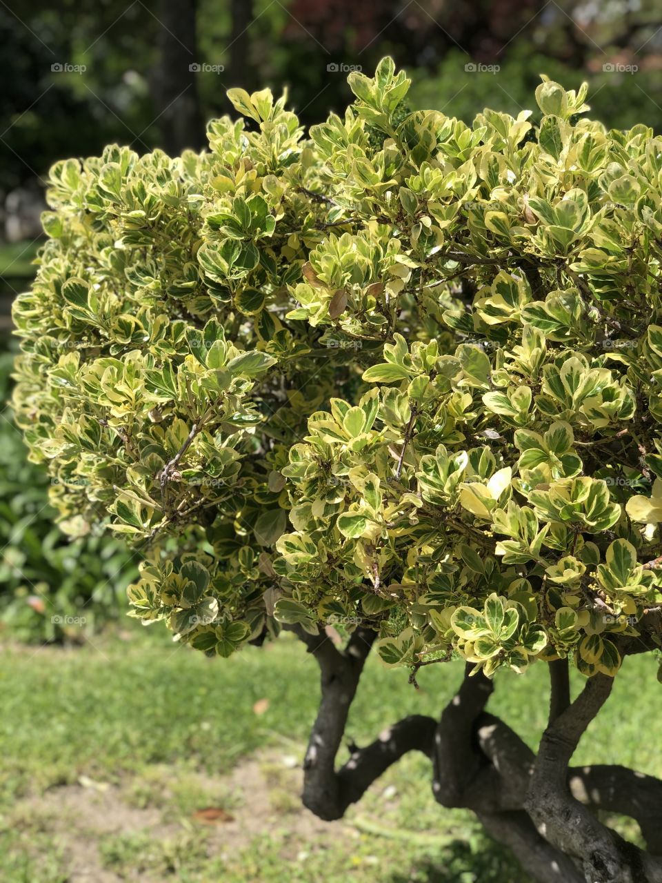 Garden tree in Portugal