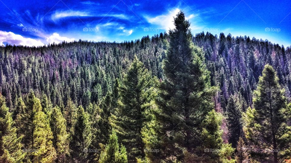 Montana Forest Over-HDR