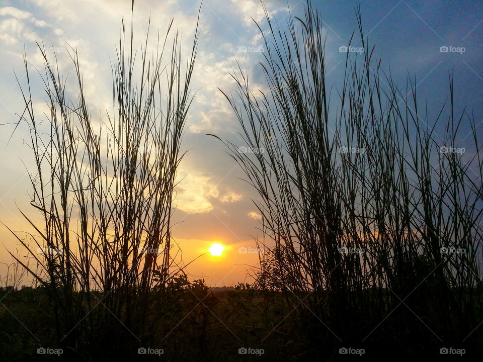 Framing the sun.  Sunset with silhouette of tall grass
