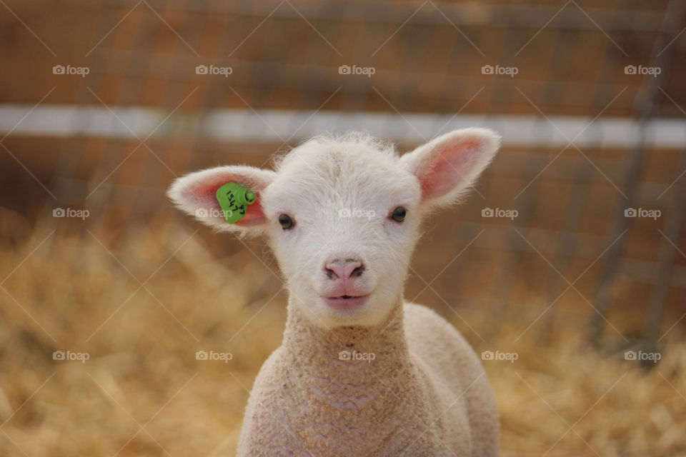 Sheep baby