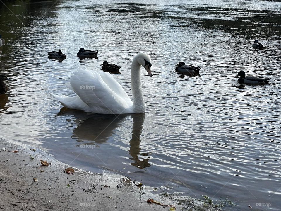 Swan 