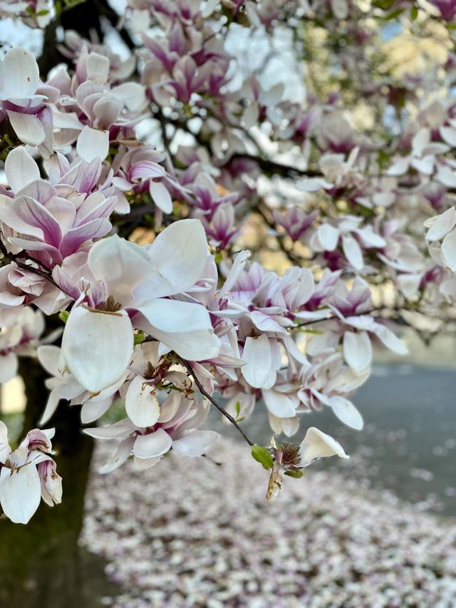 Spring flower 