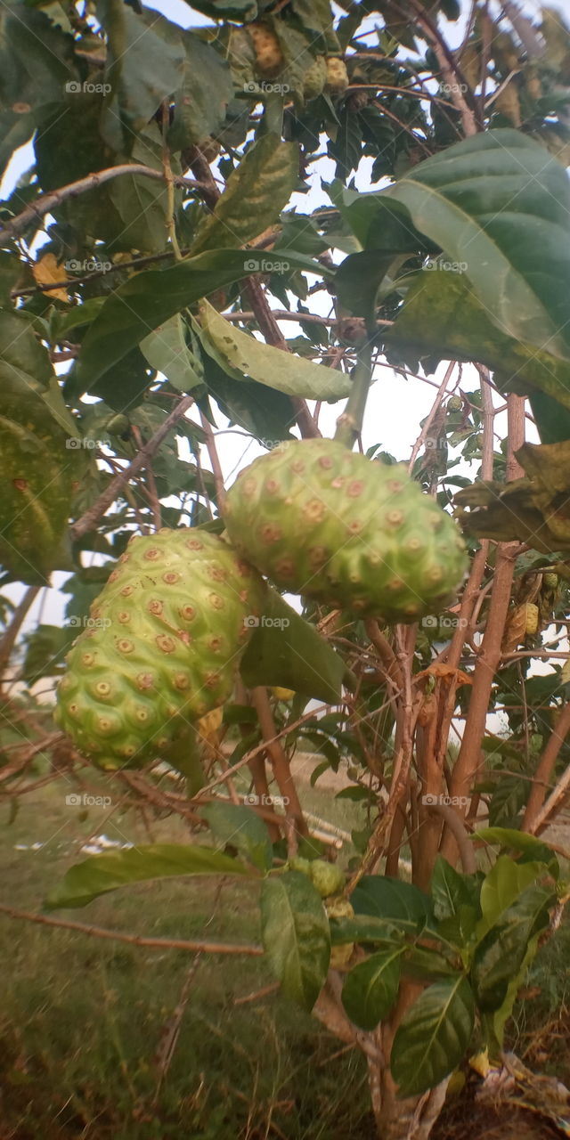 Noni