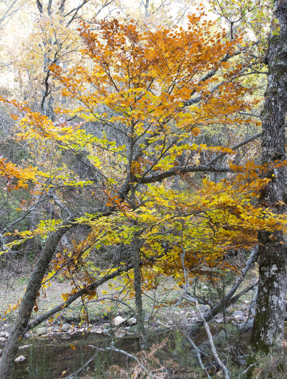 Autumn beech forest