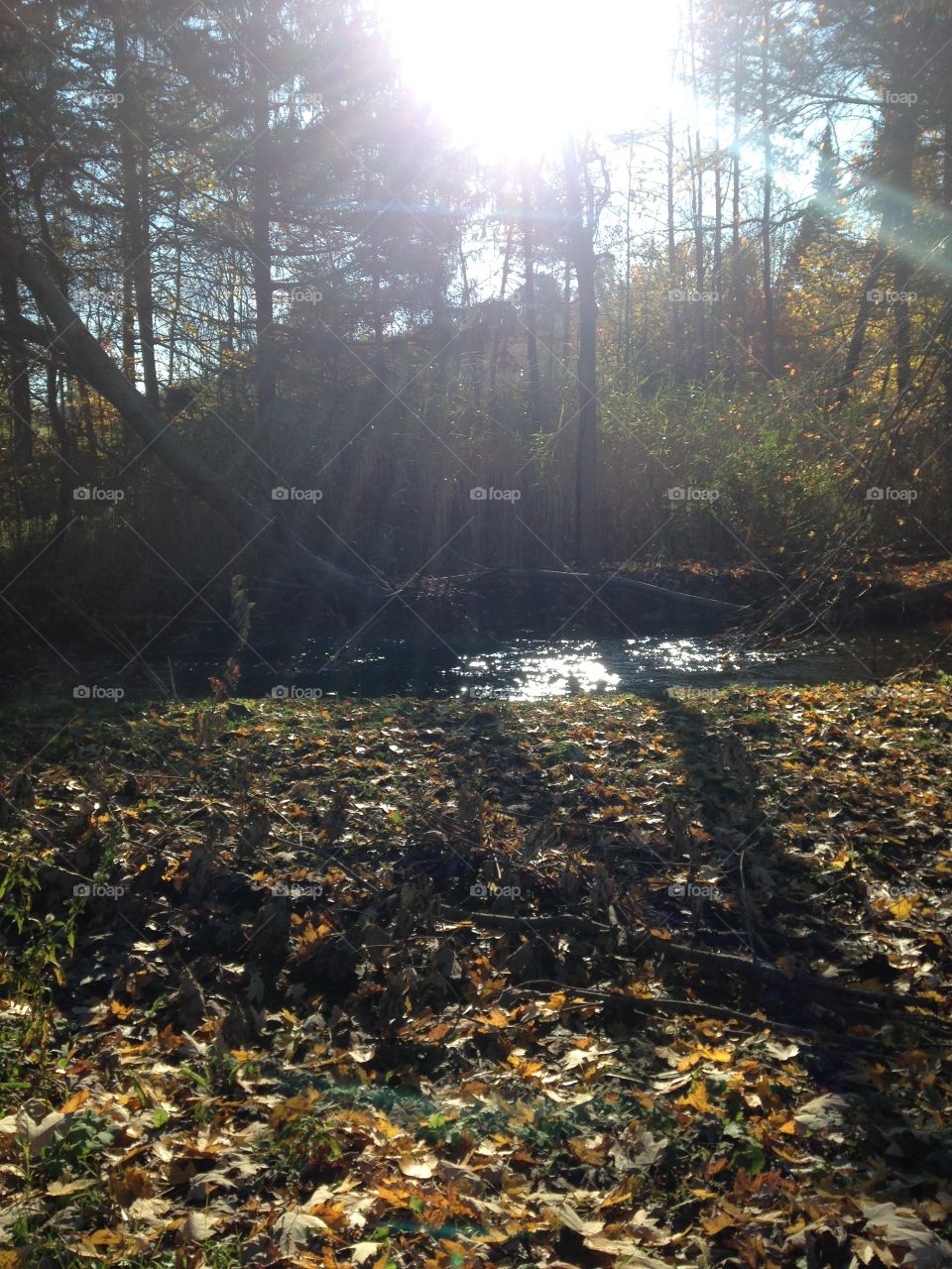 Sunlit fall afternoon, crunchy leaves and pine trees by a creek